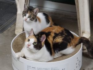 【里親募集】名前はテン。0歳4か月の子猫さんです。