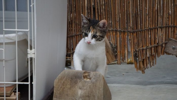 テンさん。ネコ