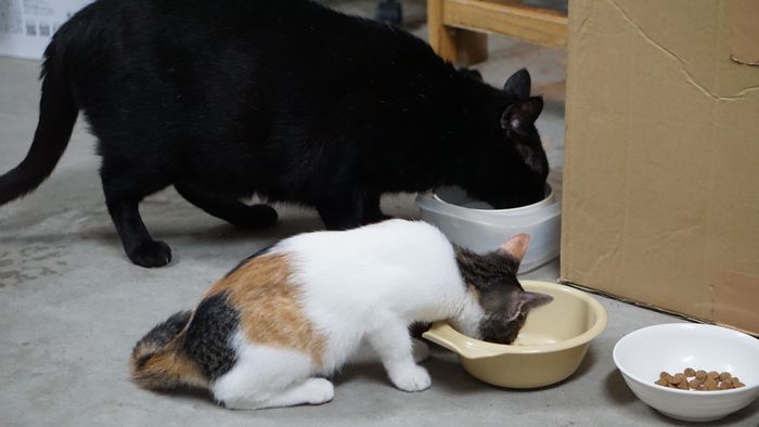 一緒にご飯を食べる テン ネコ