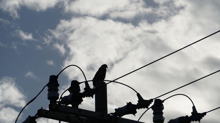 電信柱にシルエット。カンムリワシ
