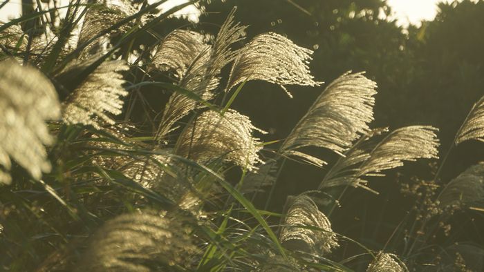 朝日を浴びるススキ
