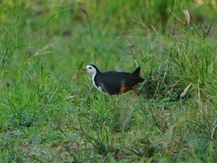 お散歩中のシロハラクイナ