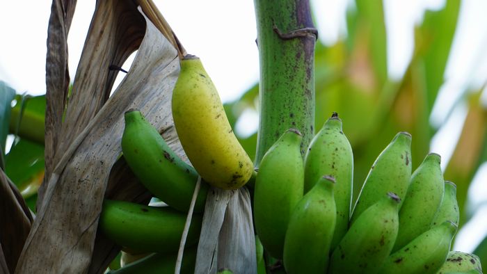 緑から黄色に!島バナナ