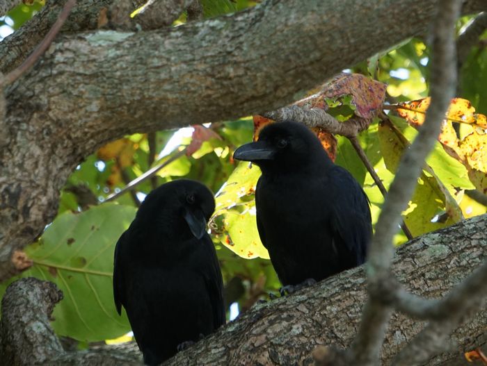 仲良しカラス