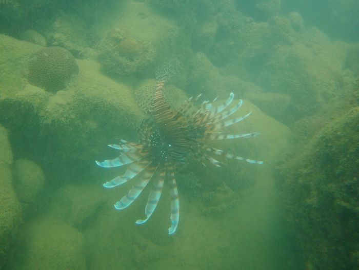 港にハナミノカサゴ