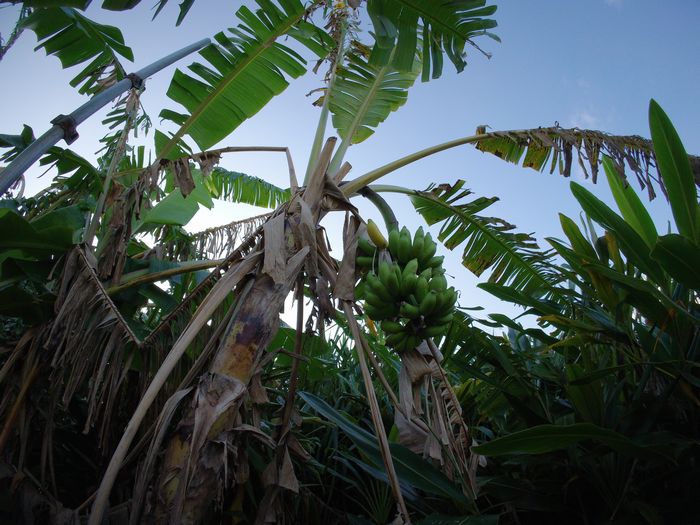 おっ!庭の島バナナ