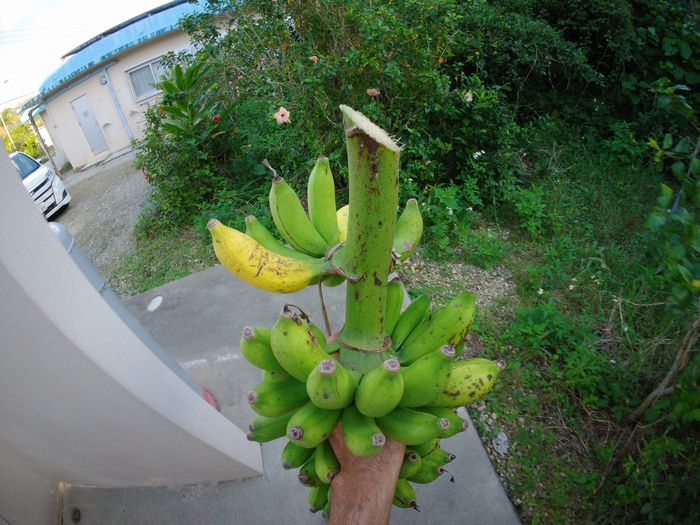 島バナナ、収穫