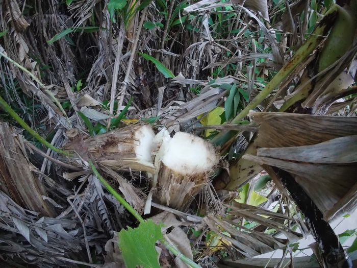 収穫後は伐採です。島バナナ