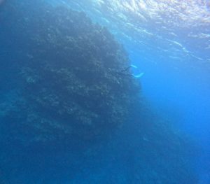 石垣島在住、筋金入りのスキンダイバーと海にいくと。。。