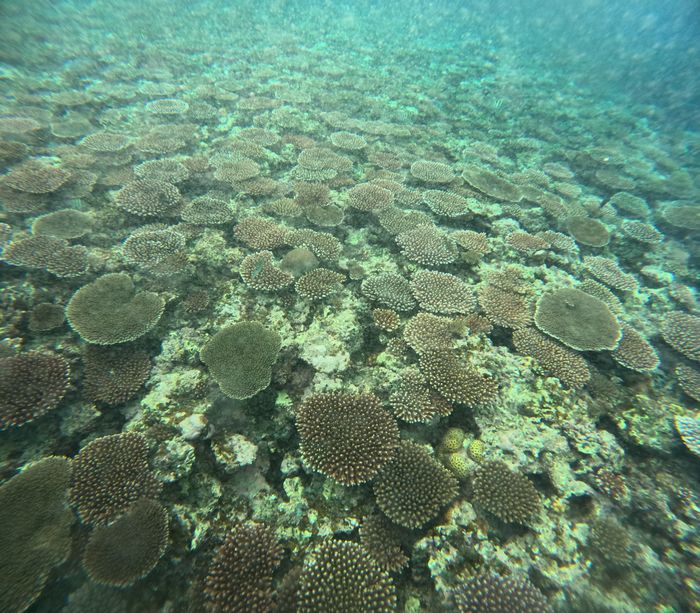 テーブルサンゴが増えてきています
