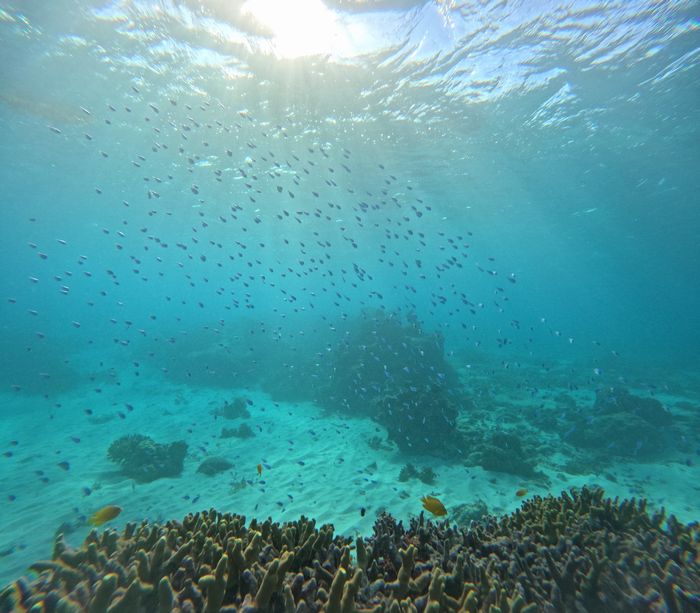 太陽の光差し込む　透明度抜群、デバスズメダイ