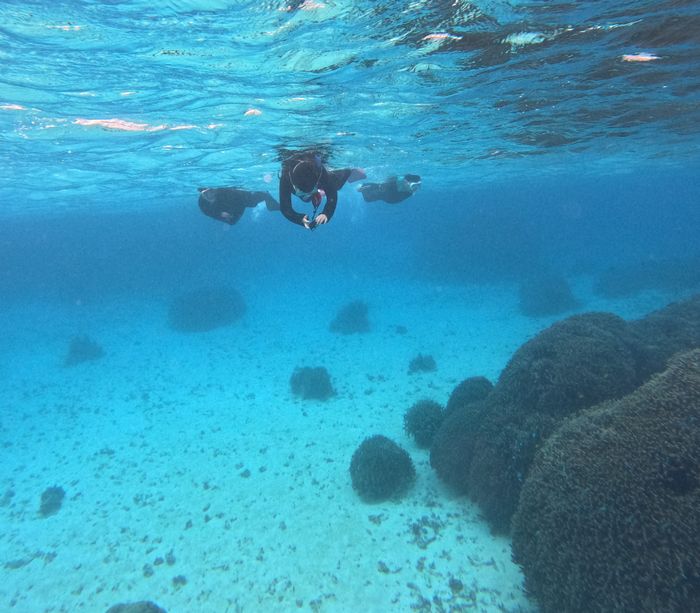 透明感溢れる水中世界
