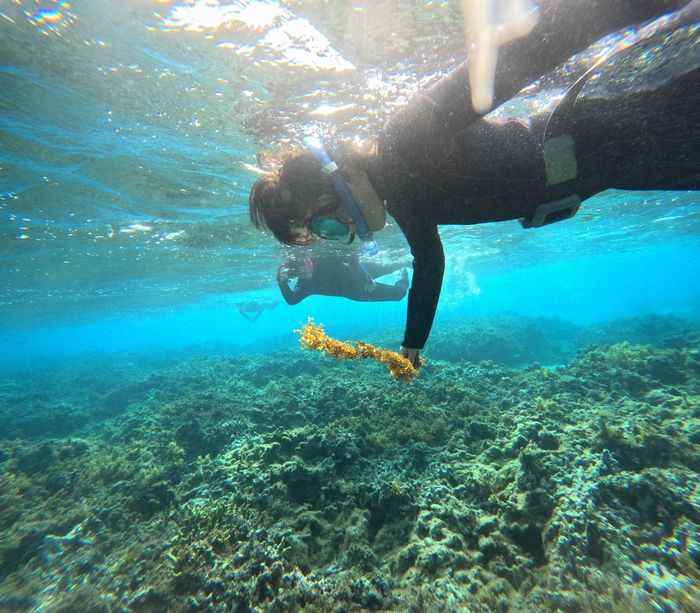 海藻をおともに