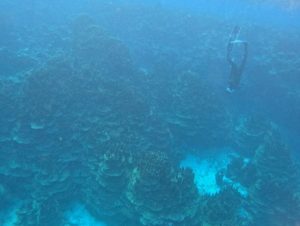 案外荒波なれど、スキンダイビング三昧♪