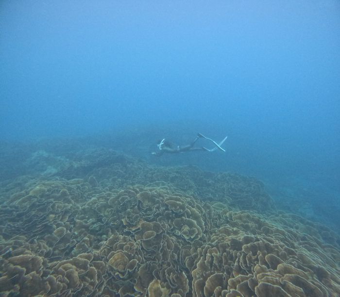 リュウキュウキッカサンゴの群落