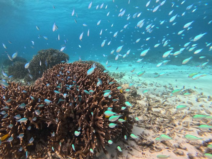 デバスズメダイの群れ　透明度抜群