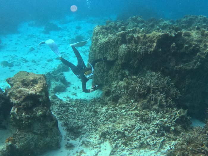 クマノミさん狙う