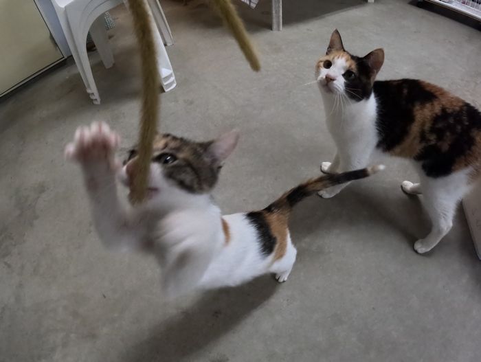 子猫でも猫じゃらしは好き