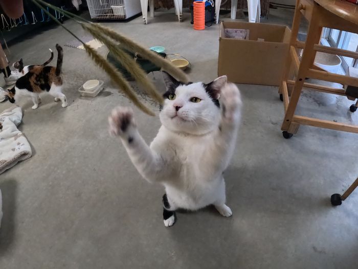 タマヘイも猫じゃらし ネコ