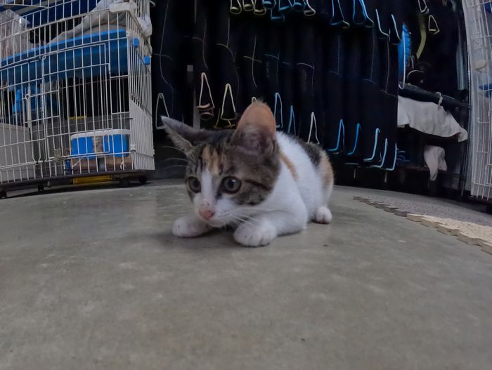 里親募集中の保護猫さん
