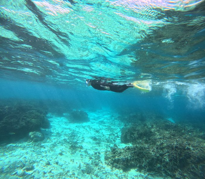 すぐに泳ぎ始める