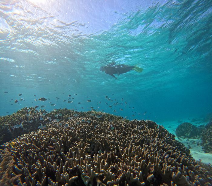 サンゴとお魚さん楽しみました
