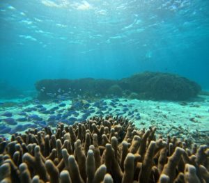 夏に来た人が1月の石垣島で驚くこと5選｜「正直、冬の方が感動した」理由をガイドが解説