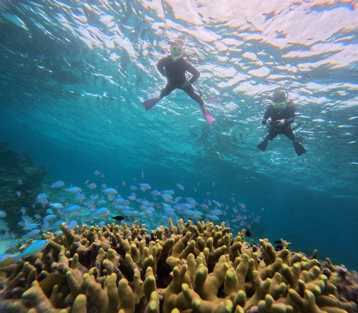 ゆったり浅瀬サンゴを楽しんで