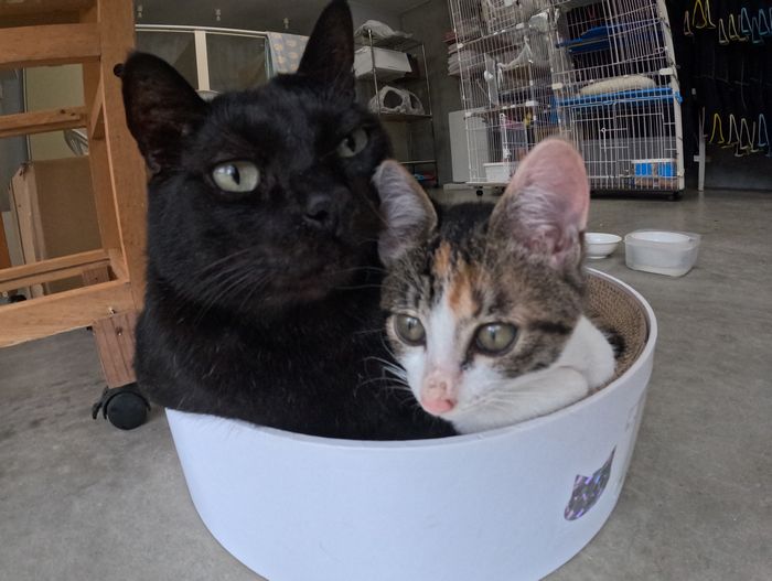 里親さん、見つかりません。。。