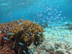 石垣島旅行初日、10時10分着後は午後からスキンダイビング