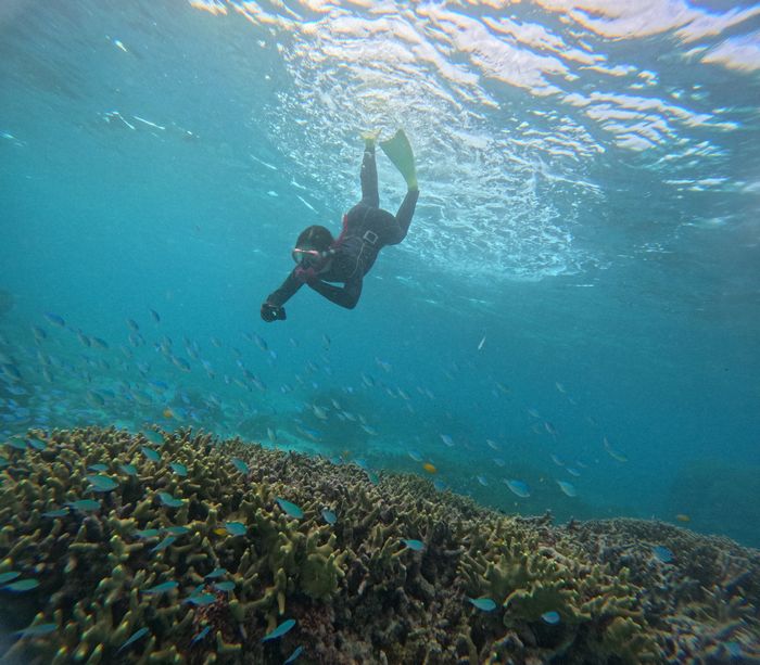 サンゴわしゃわしゃを楽しむ