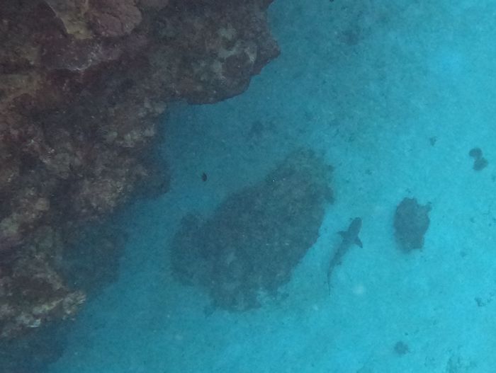 砂地に寝転ぶサメ