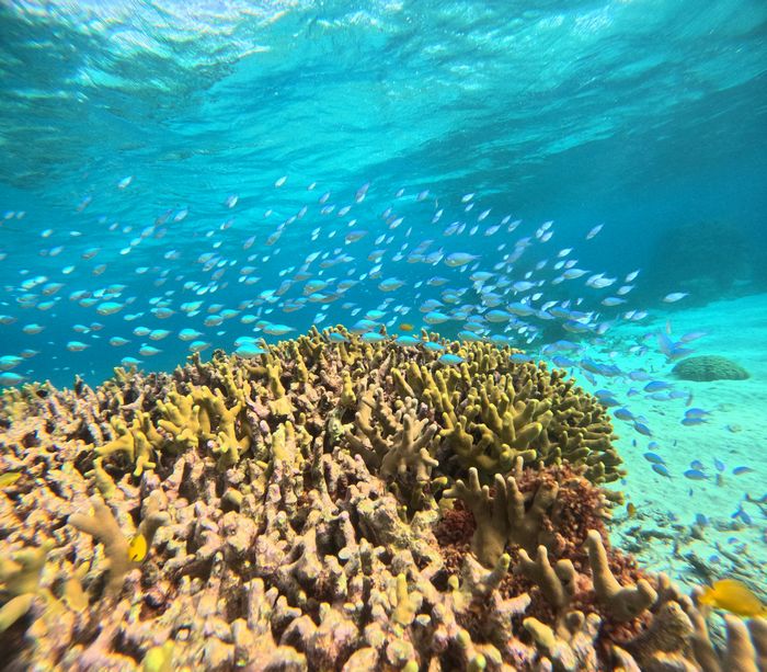 サンゴとお魚