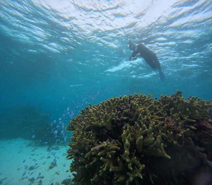 サンゴを楽しんだら、