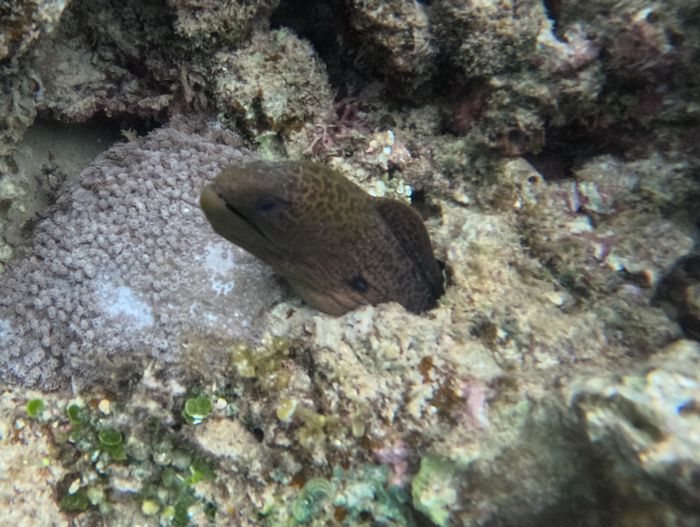 うつぼさん　ウツボ