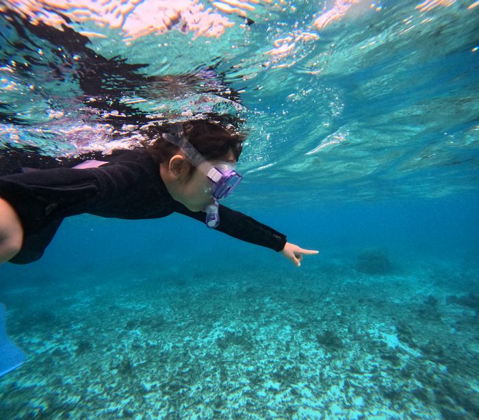 指さす先にはシャコガイ