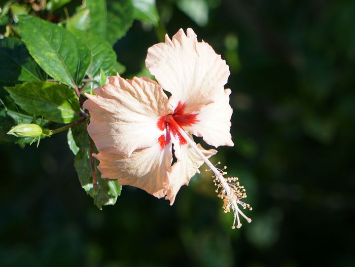 冬でも元気、ハイビスカス