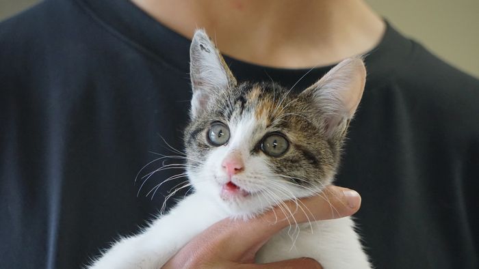 推定3カ月の子猫