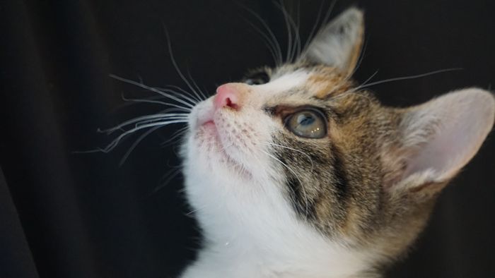 愛嬌たっぷりです