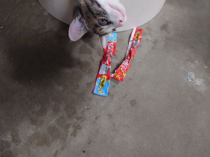 その犯人は、ネコ