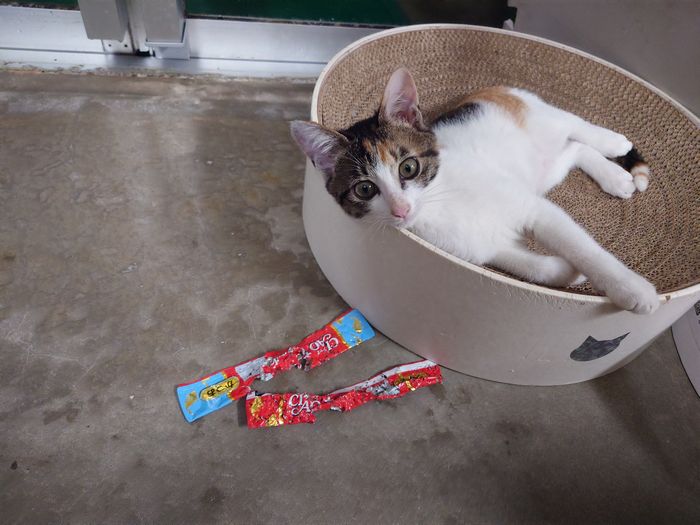 てん　さん、あなたですね。。。ネコ