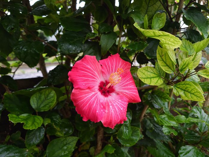 元旦でも満開、ハイビスカス