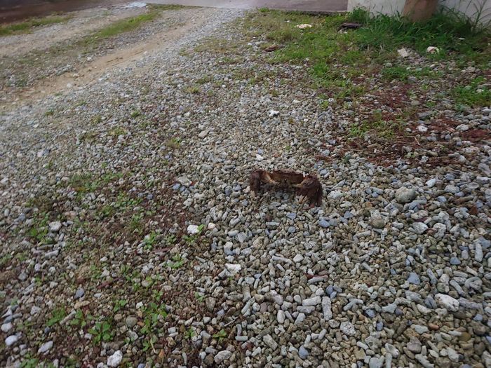 その黒い物体は、