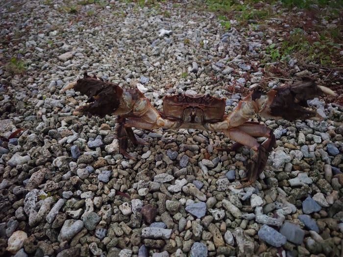 あら、オカガニさんこんにちは