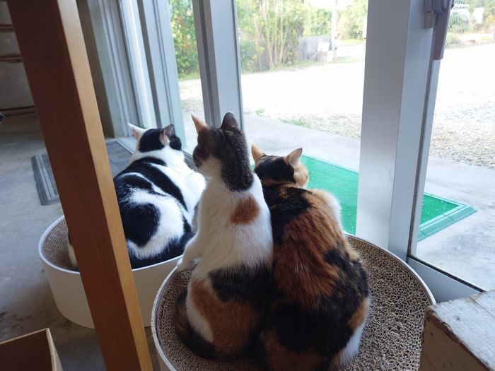 寄り添う三毛猫