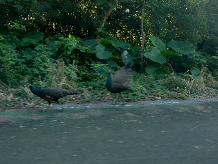 立ち止まったと思ったら、羽を広げて求愛？