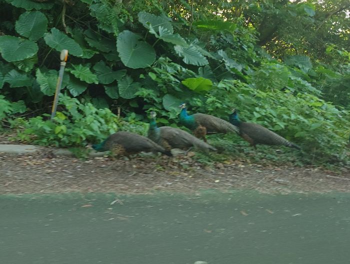 道路を走るクジャクさんご家族