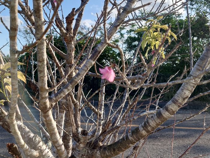 まだまだ一輪だけですね