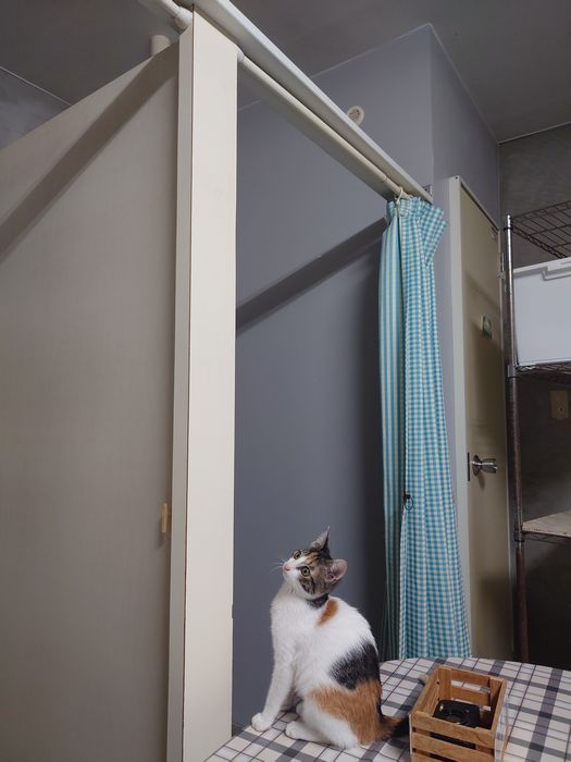 いや、テンさん、まだ無理だよ!ネコ