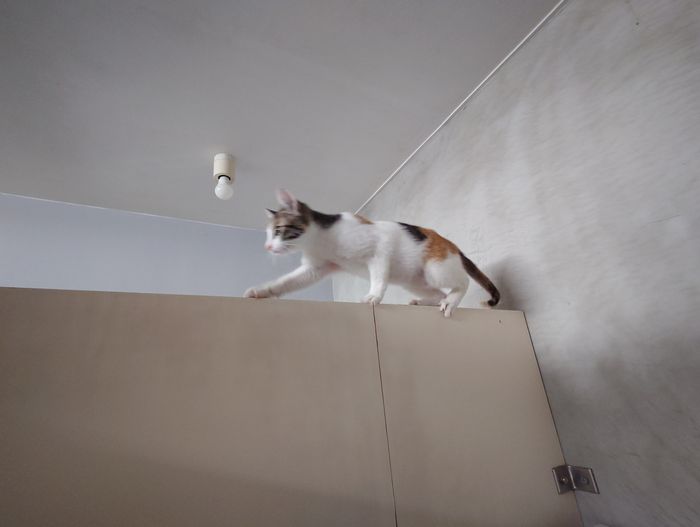 高いところへ逃げるテン ネコ